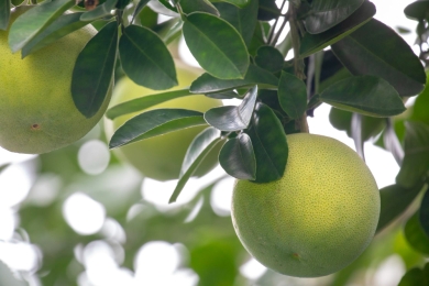 Hà Nội focuses on developing pomelo farming under VietGap for export