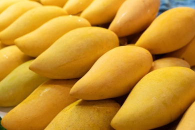 Mango exports halve due to high freight charges, space crunch
