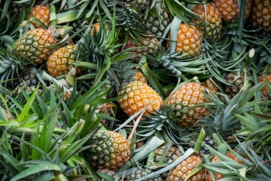 Here's all you need to know about Delhi's Meghalaya pineapple festival