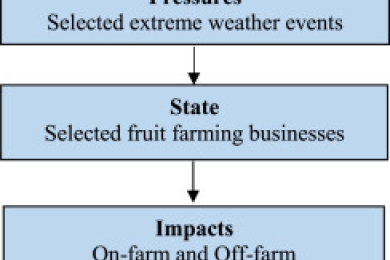 Identifying impacts & adaptation strategies for tropical fruit farms affected by extreme weather events in sub-tropical Australia: Stakeholders’ insights