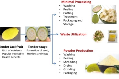 Developments and opportunities in minimal processing and production of tender jackfruit flour