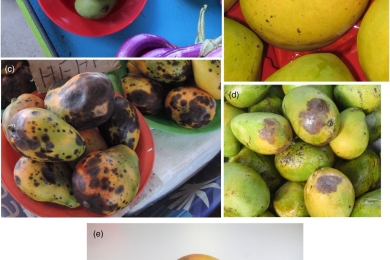 Postharvest diseases of mangoes in Fiji