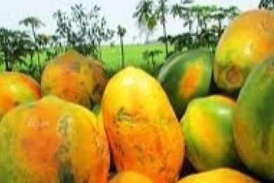 Eco-safe composite edible coating of hydrocolloids with papaya leaf extract improves postharvest quality and shelf life of papaya fruit under ambient storage