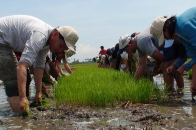 Japan and IRRI kick off rice carbon neutrality project in the ASEAN region