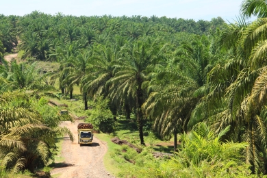 Indonesia's oil palm smallholders get a boost in bid for sustainability