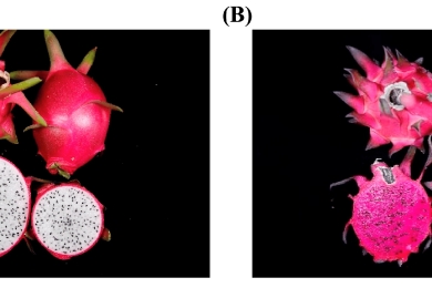 How rhizosphere microbial assemblage is influenced by dragon fruits with white and red flesh