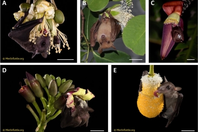 Bat pollinators: a decade of monitoring reveals declining visitation rates for some species in Thailand