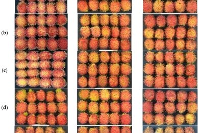 Improve the effectiveness of inhibiting pathogenic fungus and maintaining the quality of rambutan (<span style="font-style:italic;">Nephelium lappaceum</span> L.) post-harvest by indigenous lactic bacteria