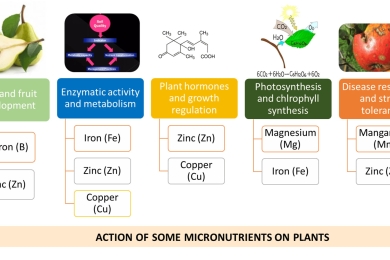 Impacts of climate change and mitigation strategies for some abiotic and biotic constraints influencing fruit growth and quality