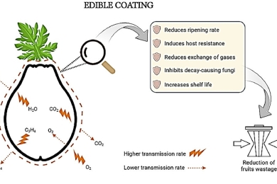 Effect of chitosan based edible coating in management of post harvest losses in papaya: A comprehensive review