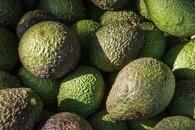 Costa Tropical's mango and avocado harvest down by 90 per cent after five years of 'ruin'