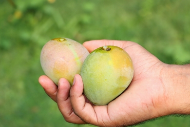 Amid civil unrest, Bangladesh secures mango export deal with China