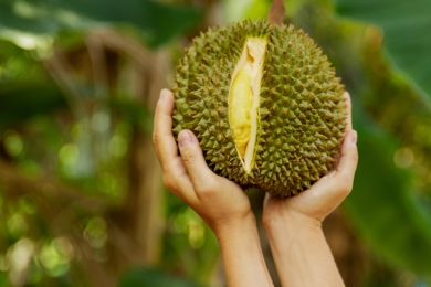 Indonesia to speed up durian exports to China