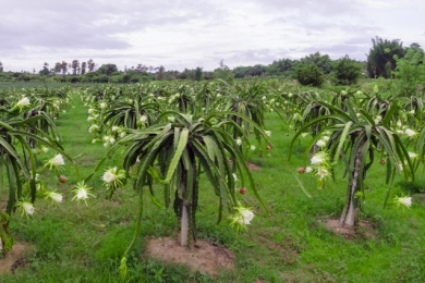 Dragon fruit cultivation on the rise in the state