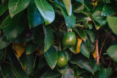 Avocado goldrush links U.S. companies with Mexico’s deforestation disaster