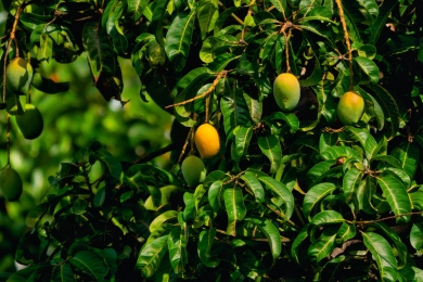 Mango harvest gets under way in east of Malaga province with a drop of 70 per cent forecast