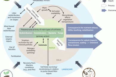 Soils as carbon stores and sinks: Expectations, patterns, processes, and prospects of transitions