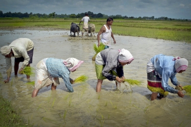 What Does 'Carbon Farming' Mean for Indian Agriculture?