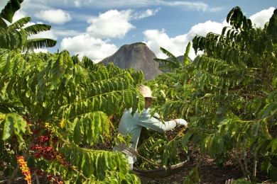 Brew Green: Nestlé boosts arabica supply chain to lower carbon footprint