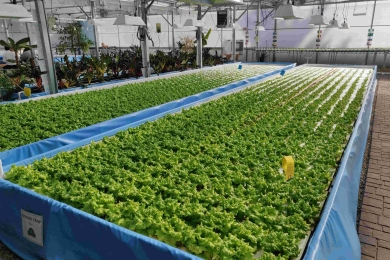 Aquaponics are proving more profitable than RAS