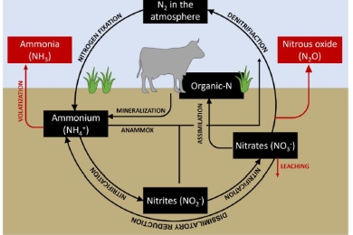 The potential of black soldier fly to recycle nitrogen from biowaste