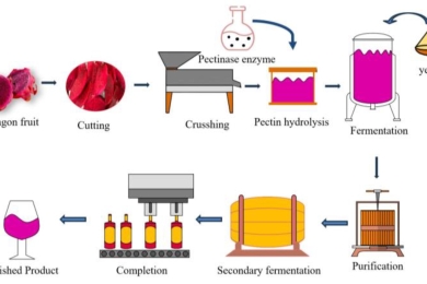 Influences of fermentation conditions on the chemical composition of red dragon fruit (<span style="font-style:italic;">Hylocereus polyrhizus</span>) wine