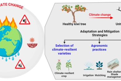 Climate change impacts on and response strategies for kiwifruit production: A comprehensive review