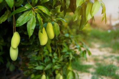 Agri experts to discuss ways to boost mango productivity, quality