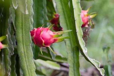 Drought-resistant dragon fruit Dharmapuri’s new flavor