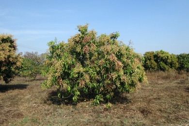 Crop fields make way for profitable orchards in Bangladesh, imperiling food security