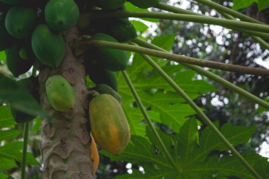 Red lady papaya farming gets popular in Gopalganj