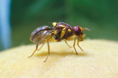 An analysis of fruit carried into a quarantine area and an evaluation of infestation rate by Queensland fruit fly <span style="font-style:italic;">Bactrocera tryoni </span> (Froggatt) (Diptera: Tephritidae)