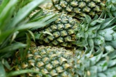 Ethyl formate fumigation against pineapple mealybug, <span style="font-style:italic;">Dysmicoccus brevipes </span>, a quarantine insect pest of pineapples