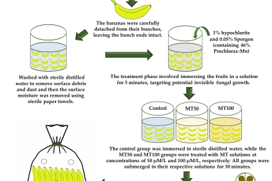 Influence of melatonin coating on physiochemical qualities and enzymatic activities in banana pericarp under cold storage