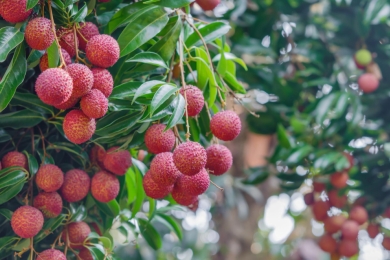 Agriculture: Losing the luscious lychee