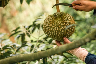 Việt Nam's durian dominates fruit exports, outpacing dragon fruit