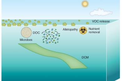 Potential negative effects of ocean afforestation on offshore ecosystems