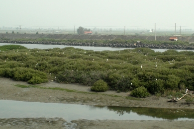 Are mangroves blue carbon or an ecological nightmare?