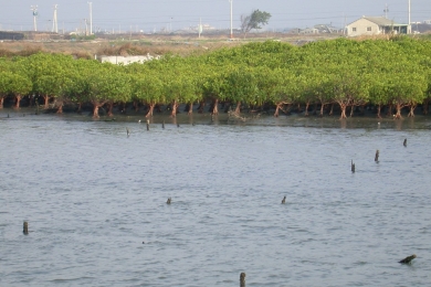 The Ministry of the Environment plans to plant mangroves to reduce carbon emissions, but scholars worry about counterproductive effects of harming biodiversity