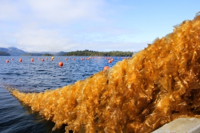 Seaweed farms face hurdles in scaling up across the US