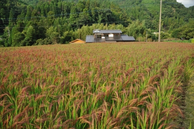 Japan looks to farms in 'advanced decarbonization areas'