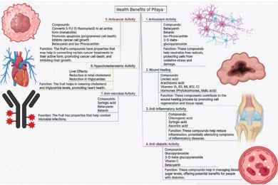 Nutritional composition, phytochemical profile, and health benefits of <span style="font-style:italic;"> Hylocereus Undatus</span> (pitaya): A comprehensive review