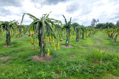 Bhagalpur set to become new hub for dragon fruit farming