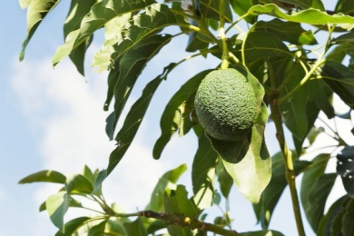 APHIS Authorizes the Importation of Hass Avocados from Guatemala into the United States