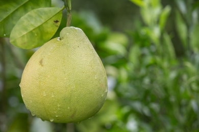 Bến Tre coconuts and pomelos granted trademarks in Canada