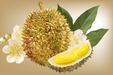 Chinese Firm Targets Cambodia for Large-Scale Durian Cultivation and Processing Hub