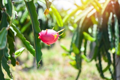 Assam farmer earns over Rs 1 crore annually with dragon fruit farming, promotes sustainable agriculture