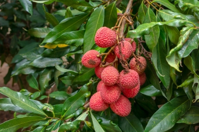 Madagascar's lychee growers in crisis as production plummets