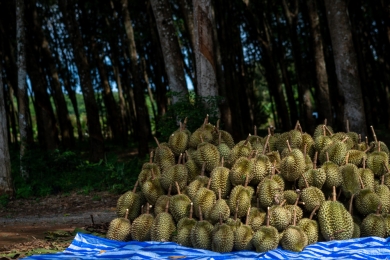 Durian farmers face losses even with prices doubling