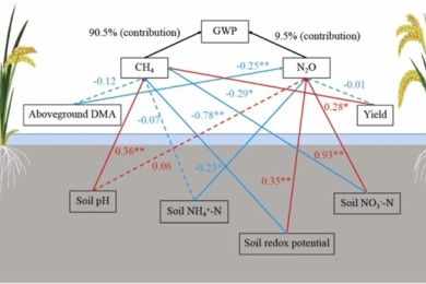 Soil carbon sequestration increment and carbon-negative emissions in alternate wetting and drying paddy ecosystems through biochar incorporation